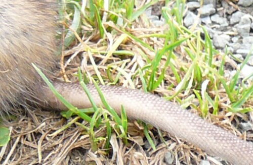 A closeup of a rat tail