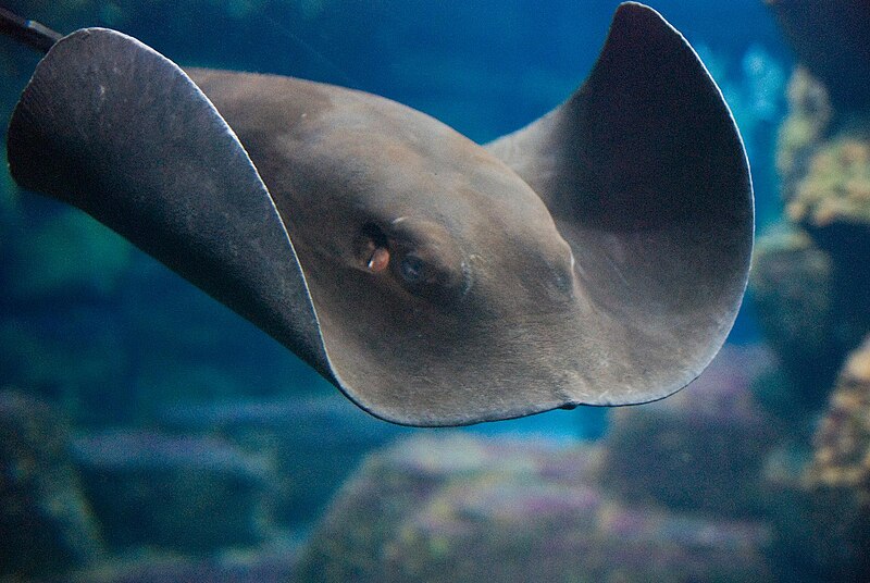 File:Ray Aquarium Berlin 1.jpg