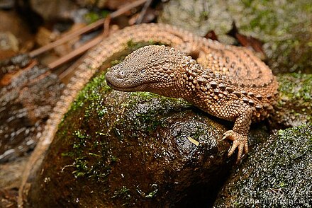 Калимантанский безухий варан. Безухий Варан Lanthanotus borneensis. Калимантанский Варан. Колимонтанский без ухий воран.