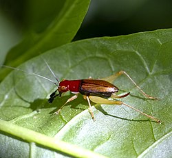 Red-headed Bush Cricket (Phyllopalpus pulchellus) female - 08.13.22.jpg