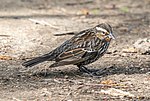 Thumbnail for File:Red-winged blackbird female in PP (72199).jpg