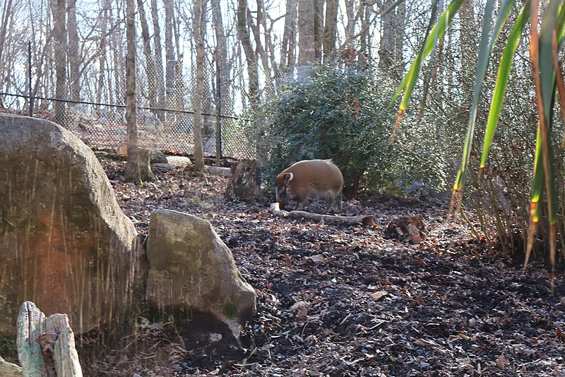 File:Red River Hog at the North Carolina Zoo.jpg