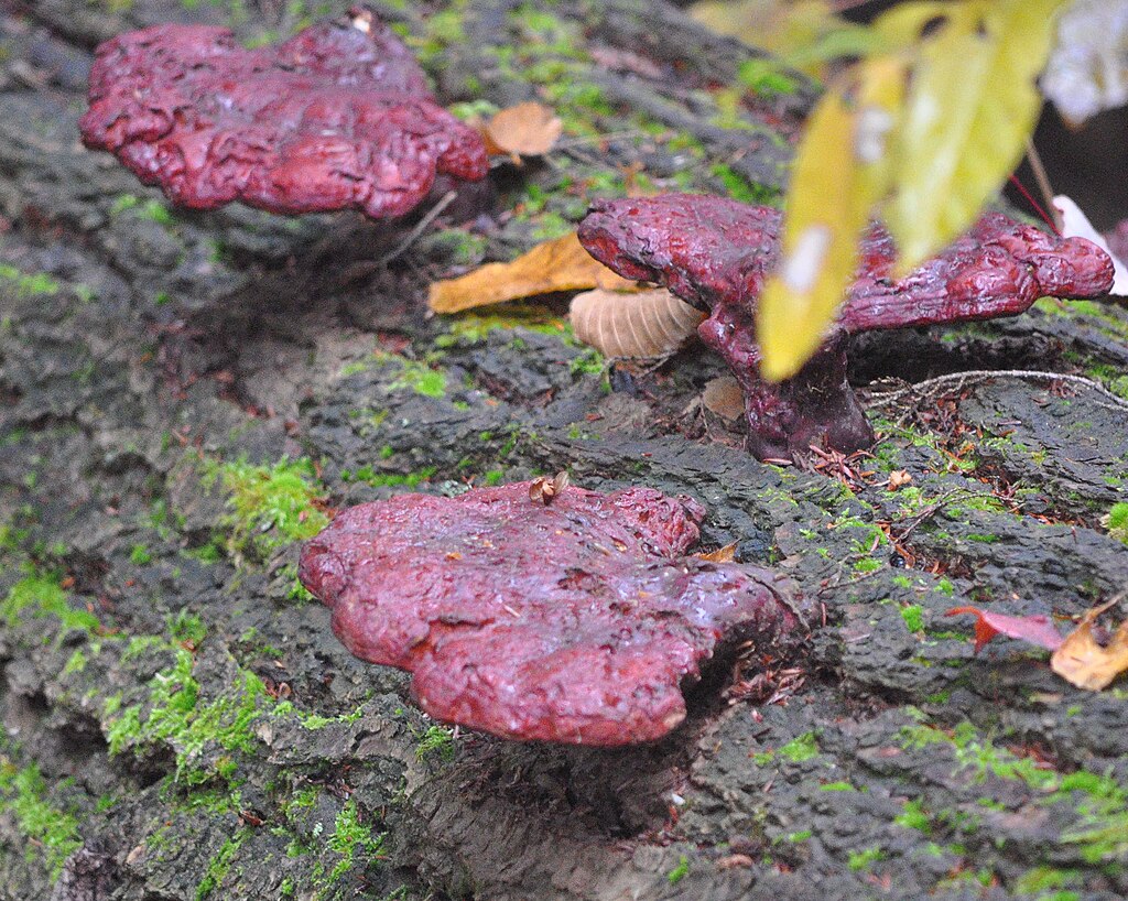 Red bracket fungi