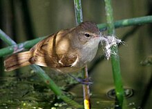 Australian reed warbler building nest Reed Warbler nest building by Gary Tate.jpg