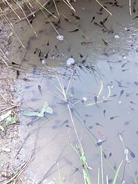 Renacuajos de rana sabanera (Dendropsophus molitor) en el Humedal Madre de Agua
