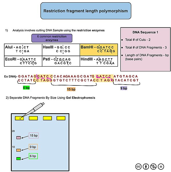 File:Restriction Fragment Length Polymorphism.jpg