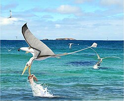 Reconstitution artistique d'un Rhamphorhynchus en train de pêcher un calmar du genre Plesioteuthis.