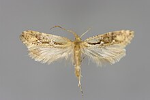 Rhigognostis incarnatella E-MK-11467a.jpg