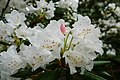 Rhododendron hyperythrum at Rhododendron Botanical garden