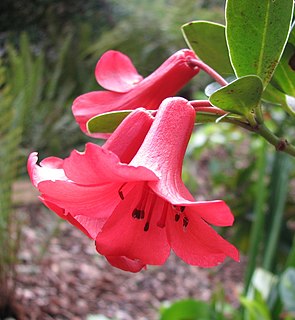 <i>Rhododendron lochiae</i> Species of plant native to Queensland, Australia