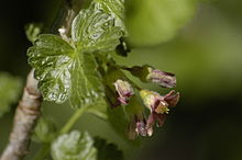 220px-Ribes_nidigrolaria_inflorescence.j