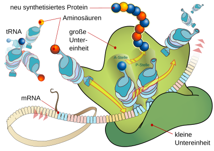 Biologie Translation: Allgemeiner Ablauf, Biochemischer Ablauf, Translation in Eukaryoten