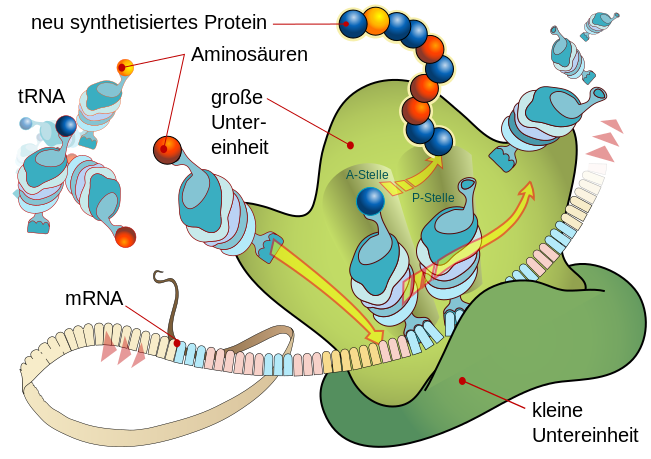 File:Ribosome mRNA translation de.svg