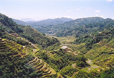菲律宾吕宋岛上的稻梯田