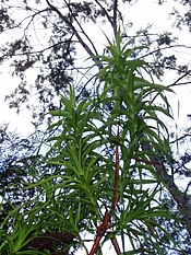 Shrub growing in southern Tasmania Richea dracophylla, Snug river, southern Tasmania (2538642333).jpg