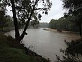 Rising Murrumbidgee River at Wagga Wagga.