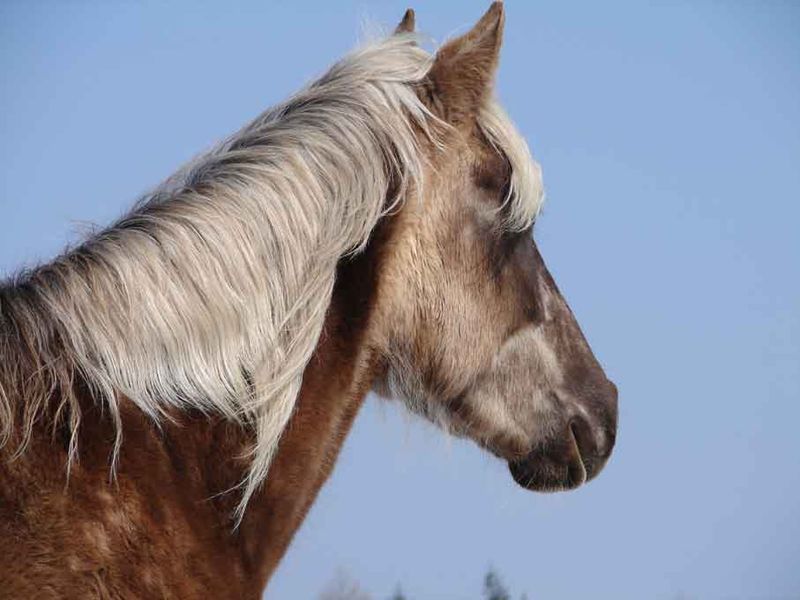 File:Rock-mountain-horse-head.jpg