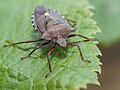 * Nomination Dolycoris baccarum --Uberprutser 20:48, 25 July 2013 (UTC) * Promotion for an encyclopedic purpose I wish a deeper DoF (in particular as you set your cam to "aperture priority"), nevertheless it is a pretty good portrait of an ugly face. --Sputniktilt 10:51, 26 July 2013 (UTC)