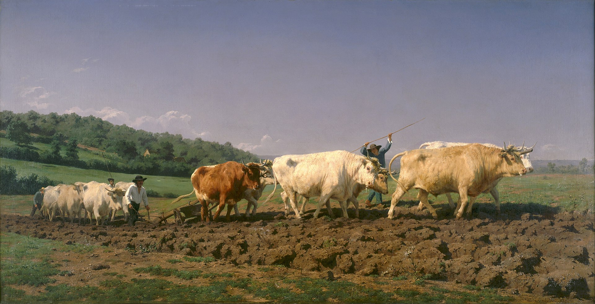 A team of oxen plough dirt against a green landscape and blue sky