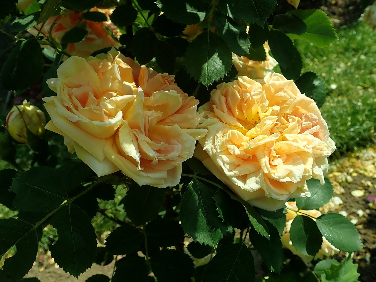 Роза Солейл романтика, манго