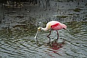 Roseate Spoonbill (24046967182).jpg