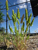 Rostraria cristata plant3 (7405573374).jpg