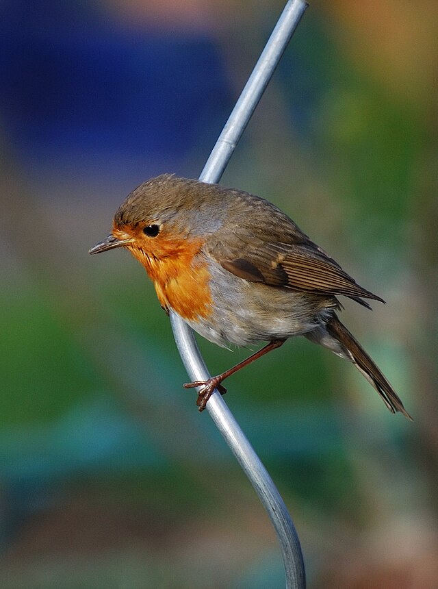 Зарянка (Erithacus rubecula) в Рейнланд-Пфальце, Германия.