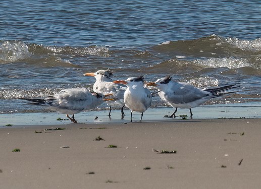 Royal terns on Plumb Beach