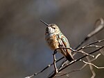 Thumbnail for File:Rufous hummingbird (61652).jpg