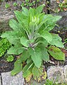 Blattrosette mit Blütentrieb, Frühling