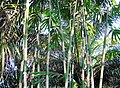 Rumpun pohon bambu (3).JPG