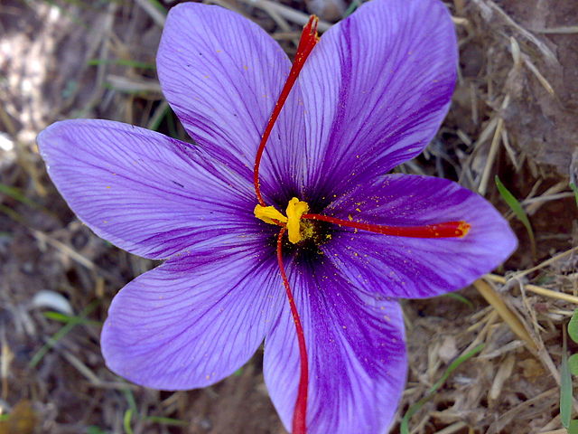 Saffron crocus, Crocus sativus, with its vivid crimson stigmas and styles