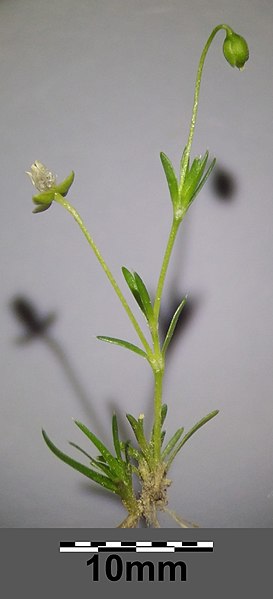 File:Sagina apetala subsp. erecta sl47.jpg