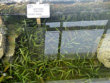 Sagittaria subulata - Kopengagen botanika bog'i - DSC07957.JPG