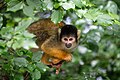 * Nomination Black-capped squirrel monkey in Apenheul Primate Park in Apeldorn (Netherlands) --Tuxyso 20:25, 2 August 2023 (UTC) * Promotion Nice colors and composition and sharp, good picture. --Tsui 22:47, 2 August 2023 (UTC)