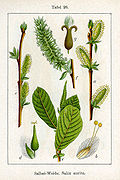 Salix aurita Sturm26.jpg