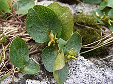 Leaves and seed capsules Salix herbacea a3.jpg