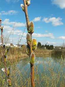 Salix viminalis 005.jpg