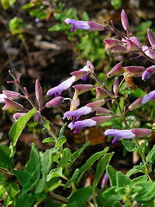 <i>Salvia semiatrata</i> Species of flowering plant