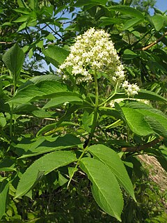 <i>Sambucus sieboldiana</i>