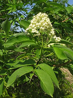 Sambucus racemosa subsp. sieboldiana (sabugueiro-japonês).