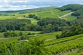 * Предлог Sancerre (Cher, France) - View on vineyards from the village's limit --Benjism89 06:50, 7 August 2024 (UTC) * Поддршка Slight tilt, look at the tower --Poco a poco 07:19, 7 August 2024 (UTC)  Done Indeed, thanks for your review, corrected. --Benjism89 11:09, 9 August 2024 (UTC)  Support Good quality. --Poco a poco 07:56, 10 August 2024 (UTC)