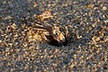 * Nomination: Sand crab (Ocypode brevicornis) coming out of its crabhole at University Beach, Pondicherry --Satdeep Gill 01:27, 27 February 2018 (UTC) * * Review needed