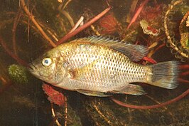 Sargochromis