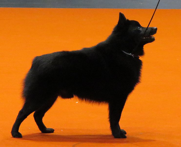 File:Schipperke in Riga.JPG