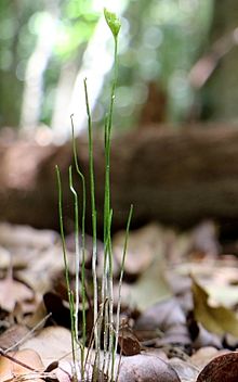 Schizaea turlari rainforest floor.jpg