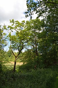 Schleswig-Holstein, Hohenfelde, Landschaftsschutzgebiet Hohenfelder Moor NIK 7016.JPG