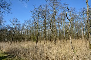 Schleswig-Holstein, Lunden, Landschaftsschutzgebiet und Naturerlebnisraum NIK 5847.jpg