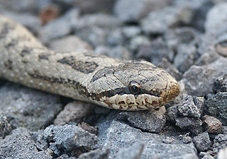 Smooth snake species of reptile