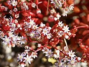 Sedum caeruleum